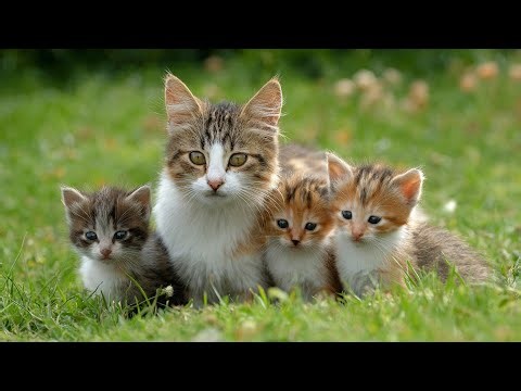 Cutest Kitten Fights: A Guaranteed Happiness Injection ! Happy Meow Meow