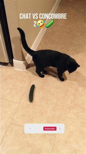 Chat vs Concombre 2 🤣🥒 #drôle #pets #humour #humor #animals #funny