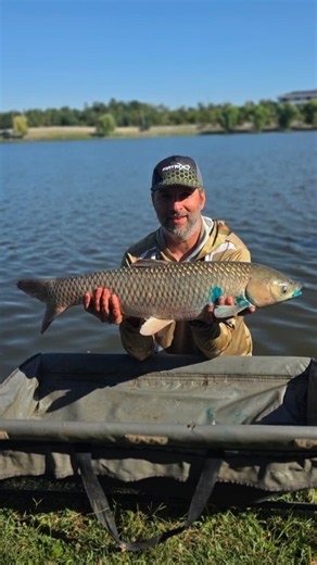 Teni frumoși pe Tâncăbești 2! | Pescuit la Method Feeder #pescuit #carpfishing #catchandrelease