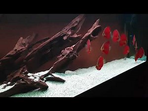 Red cover discus