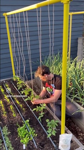 Vertical string trellising tomatoes