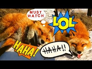 Fox Finnegan laugh out loud