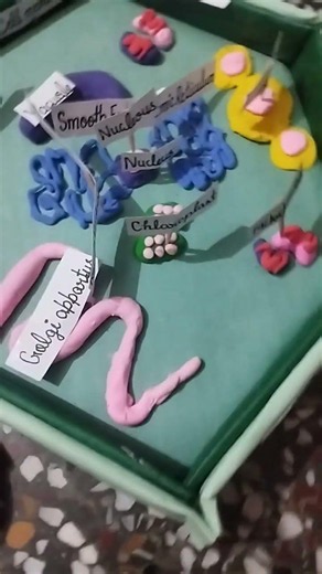 3D model of plant cell