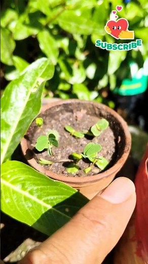 How To Grow Mimosa Pudica From Seeds 🌱।Shy Plant #plants #nature #touchmenotplant #mimosapudica