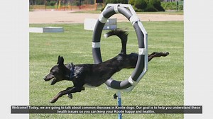 Common Health Issues in Koolie Dogs: What You Need to Know
