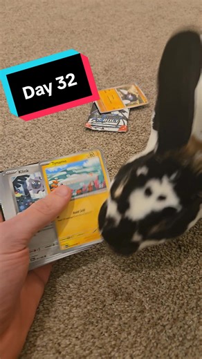 day 32 of training my rabbit to open Pokemon cards #bunny #rabbit #pokemon #pokemoncards #fyp