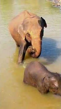 Elephant Trunk Strength Will Blow Your Mind | How Do Animals Do That? S1 E6 | Animal Planet