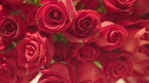 Beautiful Natural Red Roses Background Stock Footage Video (100% Royalty-free) 32917216 | Shutterstock