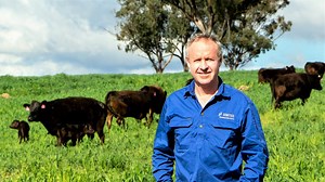 Inside top Wagyu breeding program