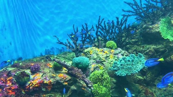 Sea Anemone and coral in deep sea with Nemo fish