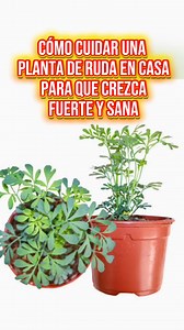 521K views · 10K reactions | Cómo cuidar una planta de ruda en casa para que crezca fuerte y sana. #Todos #solitario #ruda | Solitario | Facebook