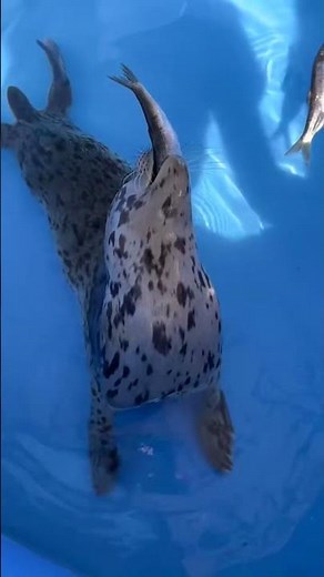 Seal Learns to Eat!