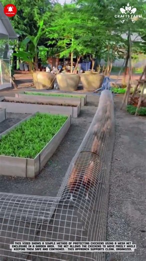 Garden Chicken Enclosure: Mesh Net Protection for Free Movement