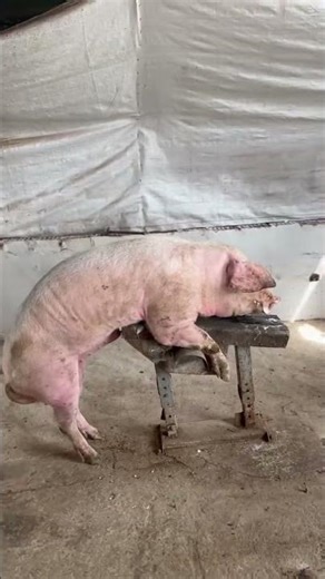 Common Pig Diseases and Easy Prevention Tips #PigFarming #AnimalHealth #pigfarm