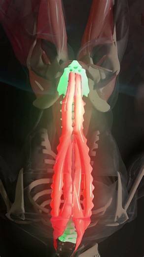 decompress your partners back with this simple stretch! #synermuscle #mobility #backpain #couple