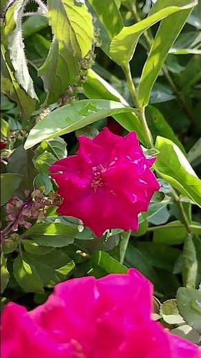 😱 omg 🌹 Most Beautiful Red Roses in the World | 2025 Red Rose Wallpaper 🌸#beautifulrose