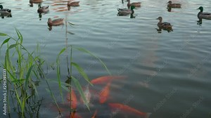 KOI Carp or nishikigoi. Colored varieties of Amur carp (Cyprinus rubrofuscus, Cyprinus carpio)