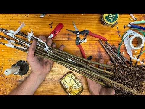 Cheap & Easy Bench Grafting with David The Good: The Process Explained