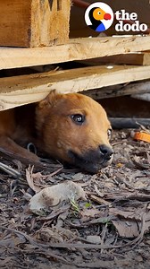 Tiny stray puppy was separated from her mom by kids who wanted to play with her ... and that's the beginning of the happiest story ever ❤️ | The Dodo