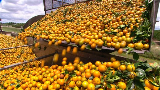 Why Florida's orange industry is at its worst in a century