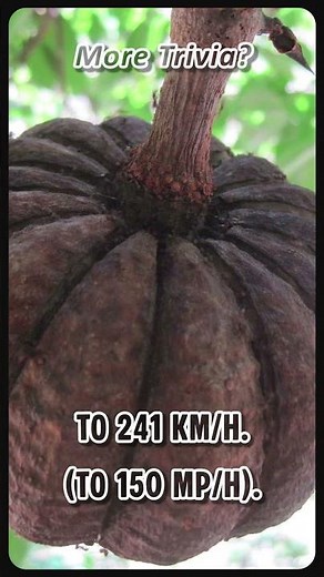 🌳💥Nature’s Most Dangerous Tree? #naturefacts #botany #dynamitetree