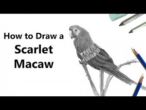 How to Draw a Scarlet Macaw with Pencil [Time Lapse]