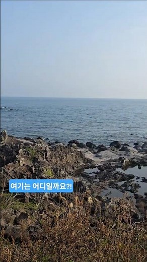제주도 애견동반 숙소 추천 #제주소노캄 #고래뷰 #표선 #강아지여행