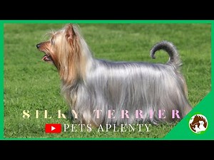 Why Silky Terriers Make AMAZING Pets!