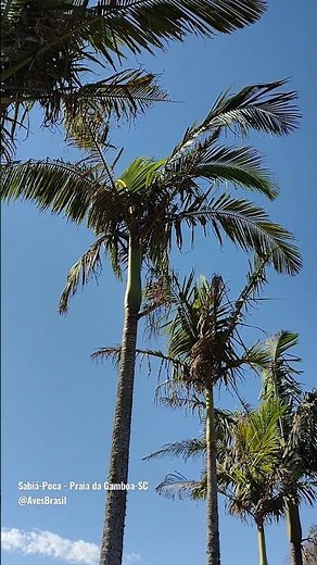 CANTO DO SABIÁ-POCA 🔥🔴