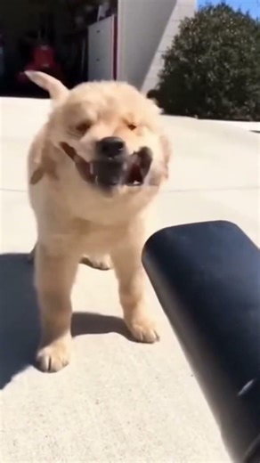 Puppy vs Leaf Blower! | Funny Golden Retriever Eating Wind