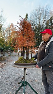 Dawn redwood forest going into dormancy😴🐦‍🔥 #bonsai #forest #metasequoia #plants | David Easterbrook Bonsai