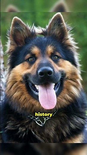 "Meet the Bohemian Shepherd: The Ultimate Guide to a Hidden Gem Breed!"