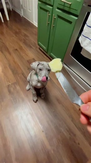 Meet Butter Dog: The Internet's Newest Sensation