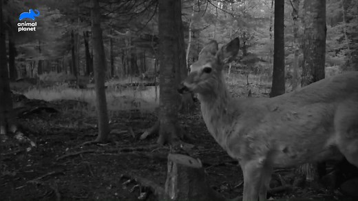 📍 #Michigan's upper peninsula: this sparsely-populated region has all the traits of prime #bigfoot habitat...and haunting game cam footage of a mysterious, squatch-shaped figure. 👀 Throwback to the time the Finding Bigfoot team followed the evidence to the northern forests for a spine-tingling investigation! #FindingBigfoot #sasquatch #Halloween | Animal Planet