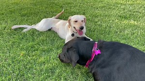 Lab Rescue OK, Inc. on Reels