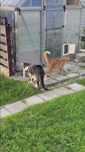 Stray Cat Strut ❤️ #alleycats #streetcats #catvideos #catlover #cute #funny #cats #straycatstrut