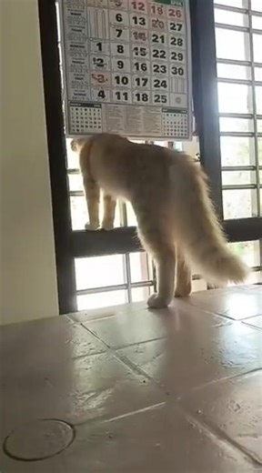 Khatarnak Billa 😼🔥 #catvideos #kitten #viralvideos #cat #cutecats