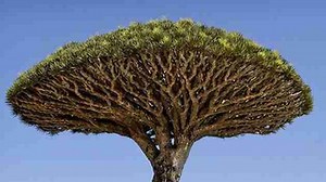 Dragon Blood Tree | ड्रैगन ब्लड ट्री, अद्भुत है यह वृक्ष जिसमें से निकलता है खून
