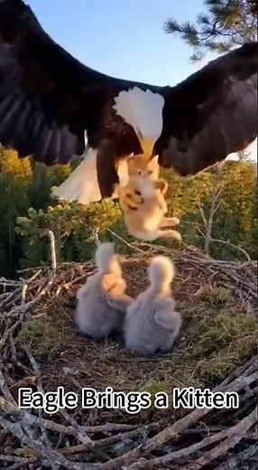 A mother bald eagle feeding a kitten to her eaglets.