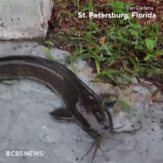 Did you see the video of the “very weird catfish” that washed up on a Florida man’s driveway? It’s happening across the state after Debby hit as a Category 1 hurricane. The animals are walking catfish, a nonnative species covered in a slippery mucus that can breathe air and move “like an infantry-man scooting under barbed wire.” https://cbsn.ws/3SJzEng | CBS News