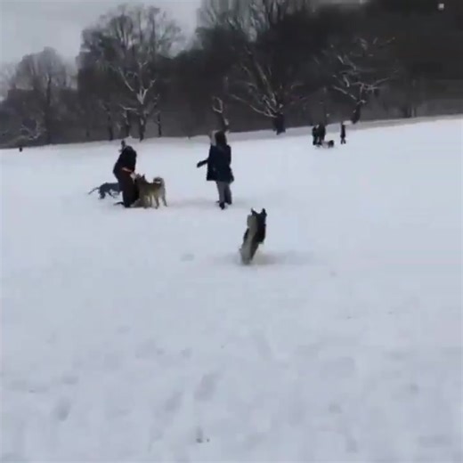 Greyhound causes a zoomie riot at the dog park He pressed the turbo button... :-) via Dog Central @realdogvibe1 | Roar Wildlife News
