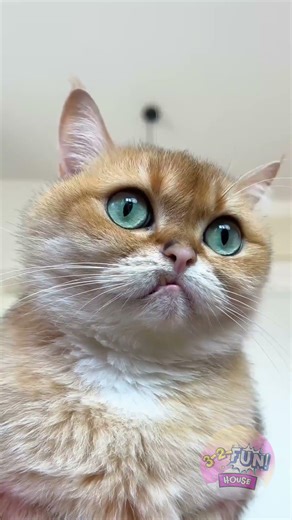 Cat in the Ring: The Ultimate Hat Challenge!