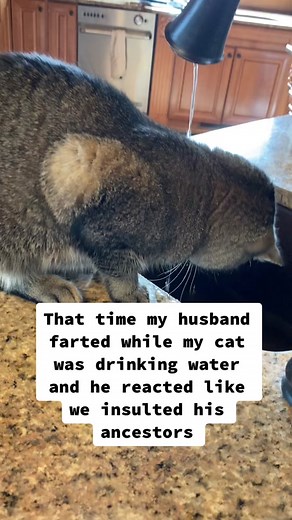 My cat paused for a minute like he realized what just happened 🤣😂😭 #catsoftiktok #cats #fart #offendedcat #animals