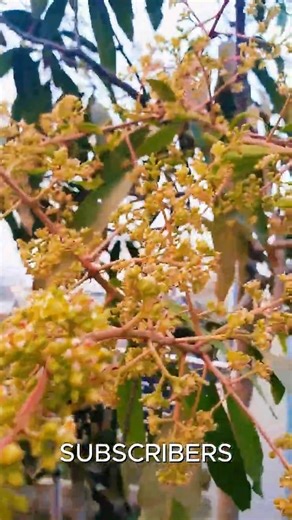 Chad Bagan | ছাদ বাগান | chad bagan Bangladesh | chad bagan kivabe korbo | Rooftop Garden