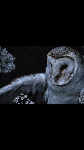 owls★ #owls #fyp #fy #viral #deftones