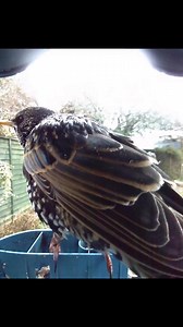 Footage of a Starling on my Bird Buddy Feeder | Phil Gower Bird Photography
