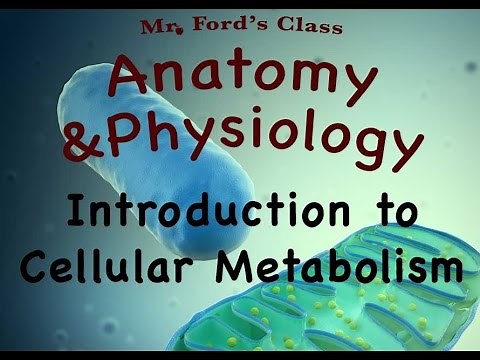Cellular Metabolism For Anatomy and Physiology : Introduction to Cellular Metabolism (04:01)