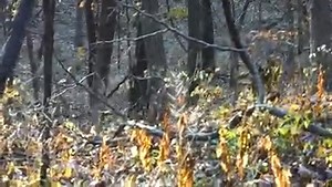 1.5K views · 39 reactions | One down leeds to another with a little help from Fox Pro! | Tim Wells Relentless Pursuit | Facebook