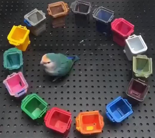 Clever and Smart Bird Tricks Revealed!