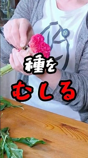 ケイトウのお花を長持ちさせる方法 #shorts #園芸 #ガーデニング #切花 #ケイトウ #welzo #snowdrop